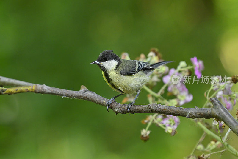 小山雀(Parus major)